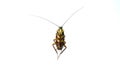 Cockroaches isolated on white background. High-resolution cockroach images,Suitable for graphics or advertising work