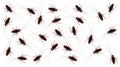 The patterns of cockroaches on a white background