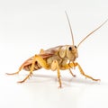 Minimalist Cricket White Background With Brown And Yellow Grasshopper Royalty Free Stock Photo