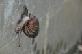 A snail crawling on the wall