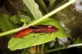 Cockroaches mating