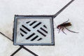 cockroaches next to toilet drain. Pest and infestation concept