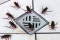 cockroaches next to toilet drain. Pest and infestation concept