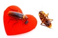 Cockroaches with red hearth,uncouple in love concept,departed loved Royalty Free Stock Photo