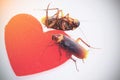 Cockroaches with red hearth,uncouple in love concept,departed loved Royalty Free Stock Photo