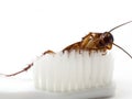 Cockroaches stick on the tip of a white toothbrush. Cockroaches are carriers of the disease