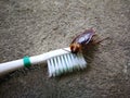 Cockroaches on the toothbrush