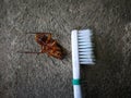 Cockroaches on the toothbrush
