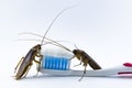 Cockroaches are on the toothbrush on a white background. Cockroaches are on the toothbrush on a white background.