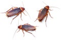 Cockroaches on white background