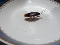 Cockroaches are on a white food container. Royalty Free Stock Photo