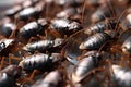 Cockroachs infesting a house