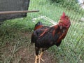 Cock fighter breed of chicken