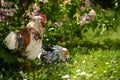 Cocks in spring nature background Royalty Free Stock Photo