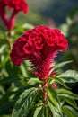 Close up of red cockscomb,Generative AI Royalty Free Stock Photo