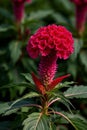 Close up of the Celosia plant,Generative AI Royalty Free Stock Photo