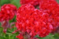 Cockscomb Flower