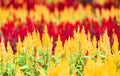 Cockscomb flower blooming in the summer vintage color - Colorful garden with red and yellow flowers of Cockscomb in the nursery Royalty Free Stock Photo