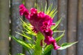 Cockscomb flower - Celosia cristata - blooming in bright pink colors in Bali, Indonesia Royalty Free Stock Photo