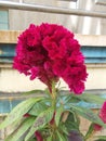 Cockscomb flower