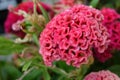 cockscomb flower Royalty Free Stock Photo