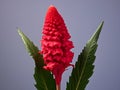 cockscomb flower in studio background, single cockscomb flower, Beautiful flower, ai generated image