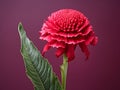cockscomb flower in studio background, single cockscomb flower, Beautiful flower, ai generated image