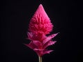 cockscomb flower in studio background, single cockscomb flower, Beautiful flower, ai generated image