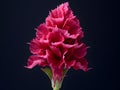 cockscomb flower in studio background, single cockscomb flower, Beautiful flower, ai generated image