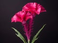 cockscomb flower in studio background, single cockscomb flower, Beautiful flower, ai generated image