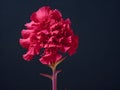 cockscomb flower in studio background, single cockscomb flower, Beautiful flower, ai generated image