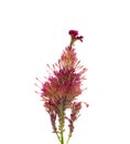 Cockscomb flower