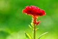 Cockscomb flower - wool flower - brain celosia Royalty Free Stock Photo