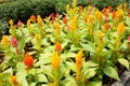 Cockscomb flowers or are also known as Wool Flowers or Brain Celosia is grown at flower nursery at Cameron Highland, Malaysia. Royalty Free Stock Photo