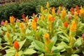 Cockscomb flowers or are also known as Wool Flowers or Brain Celosia is grown at flower nursery at Cameron Highland, Malaysia. Royalty Free Stock Photo