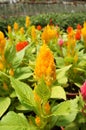 Cockscomb flowers or are also known as Wool Flowers or Brain Celosia is grown at flower nursery at Cameron Highland, Malaysia. Royalty Free Stock Photo