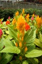 Cockscomb flowers or are also known as Wool Flowers or Brain Celosia is grown at flower nursery at Cameron Highland, Malaysia. Royalty Free Stock Photo