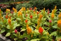 Cockscomb flowers or are also known as Wool Flowers or Brain Celosia is grown at flower nursery at Cameron Highland, Malaysia. Royalty Free Stock Photo