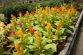 Cockscomb flowers or are also known as Wool Flowers or Brain Celosia is grown at flower nursery at Cameron Highland, Malaysia. Royalty Free Stock Photo