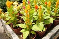 Cockscomb flowers or are also known as Wool Flowers or Brain Celosia is grown at flower nursery at Cameron Highland, Malaysia. Royalty Free Stock Photo