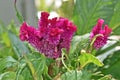 Cockscomb flowers, Celosia argentea var. cristata or Celosia cristata