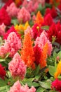 Cockscomb flowers