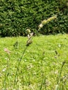 Cocksfoot or Barnyard Grass - Dactylis glomerata, Norfolk, England, UK