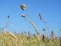 Cocksfoot grass