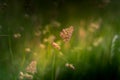 Cocksfoot grass on a sunny eveing with a shallow depth of field Royalty Free Stock Photo