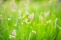 Cocksfoot grass on a sunny eveing with a shallow depth of field Royalty Free Stock Photo
