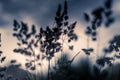 Cocksfoot grass on a sunny eveing with a shallow depth of field Royalty Free Stock Photo