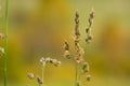 Cocksfoot meadow grass on blurred background Royalty Free Stock Photo