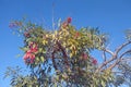 Cockspur coral tree