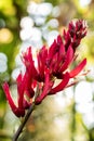 Cockspur Coral Tree, Common Coral Tree, Cry-baby Tree, Flower